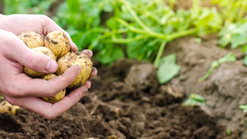 Effective Water Management for Raised Garden Beds: Efficient Irrigation Strategies